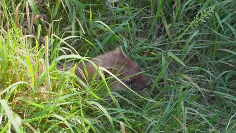 Stoat in the Grass Stock Footage 340627691
