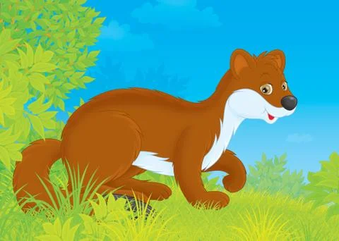 Stoat Stock Illustration