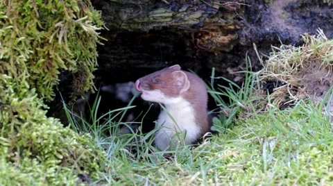 Stoat looking Out of a Hole Stock Footage 47000915