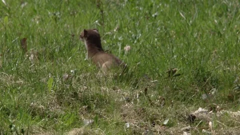Stoat on a meadow Stock Footage 172259005