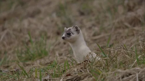 Stoat on a meadow Stock Footage 172259410