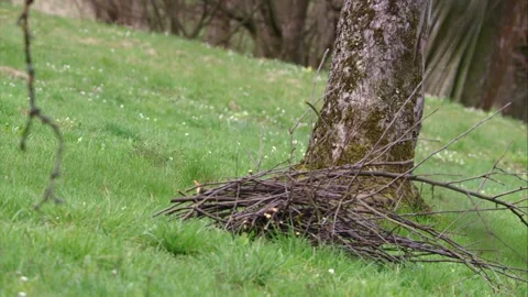 Stoat on a meadow in spring under a tree Stock Footage 268193093