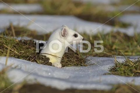 Stoat Mustela erminea looking out of its burrow in a meadow with residual snow Stock Photos