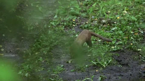 Stoat Running and Jumping Around in the Forest Stock Footage 268724896