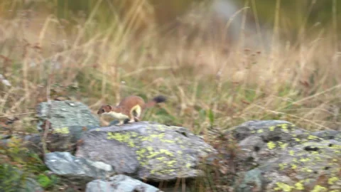 Stoat is running in slow motion Stock Footage 253426483
