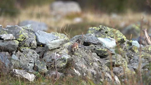Stoat in a stone wall Stock Footage 253426206