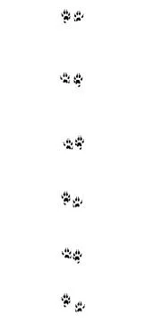 Stoat Tracks Black Footprints Stock Illustration
