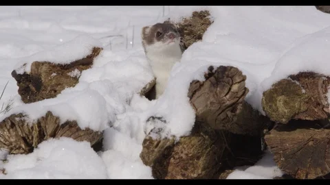 Stoat in Winter Stock Footage 97270358