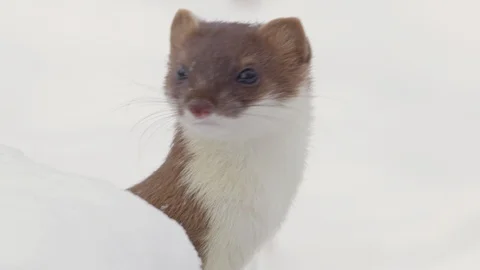 Stoat in Winter Video stock 97273729