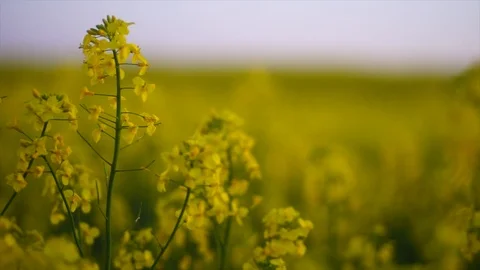 Stock 4k Stock Footage 109222161