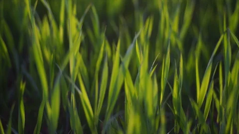 Stock 4k Stock Footage 109222173