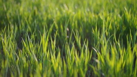 Stock 4k Stock Footage 109222204