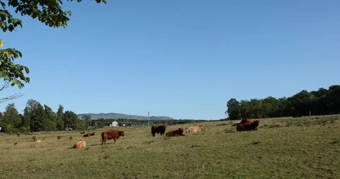 Stock animals Stock-Footage 101346805