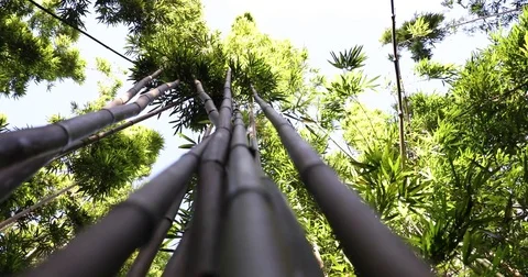 STOCK BAMBOO UP STALK Stock Footage 84044098