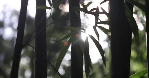 STOCK BAMBOO SUNLIGHT Stock Footage 84044109