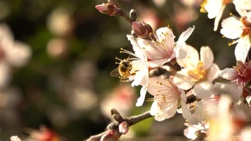 Stock Bee on Flowers of an Almond Tree blossoming 4K Stock Footage