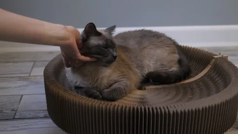 STOCK CAT 12 Stock Footage 144557477