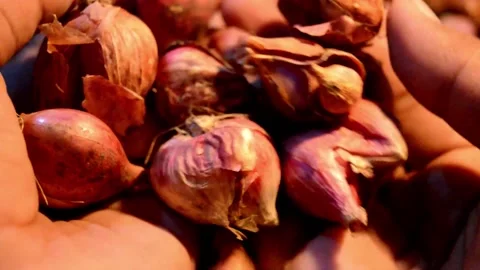 Stock check: shallots Stock-Footage 230212248