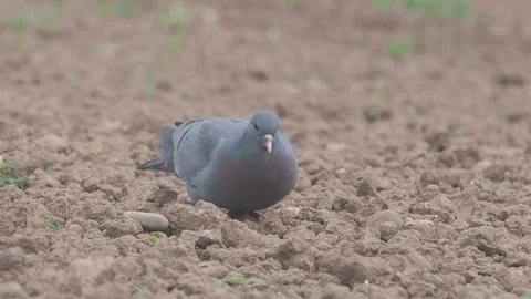 Stock dove J0720 Stock Footage 98318985