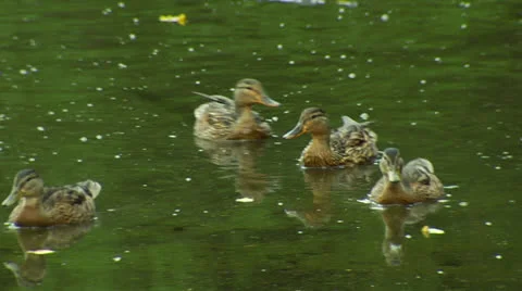 Stock Ducks Vídeo Stock 25628123