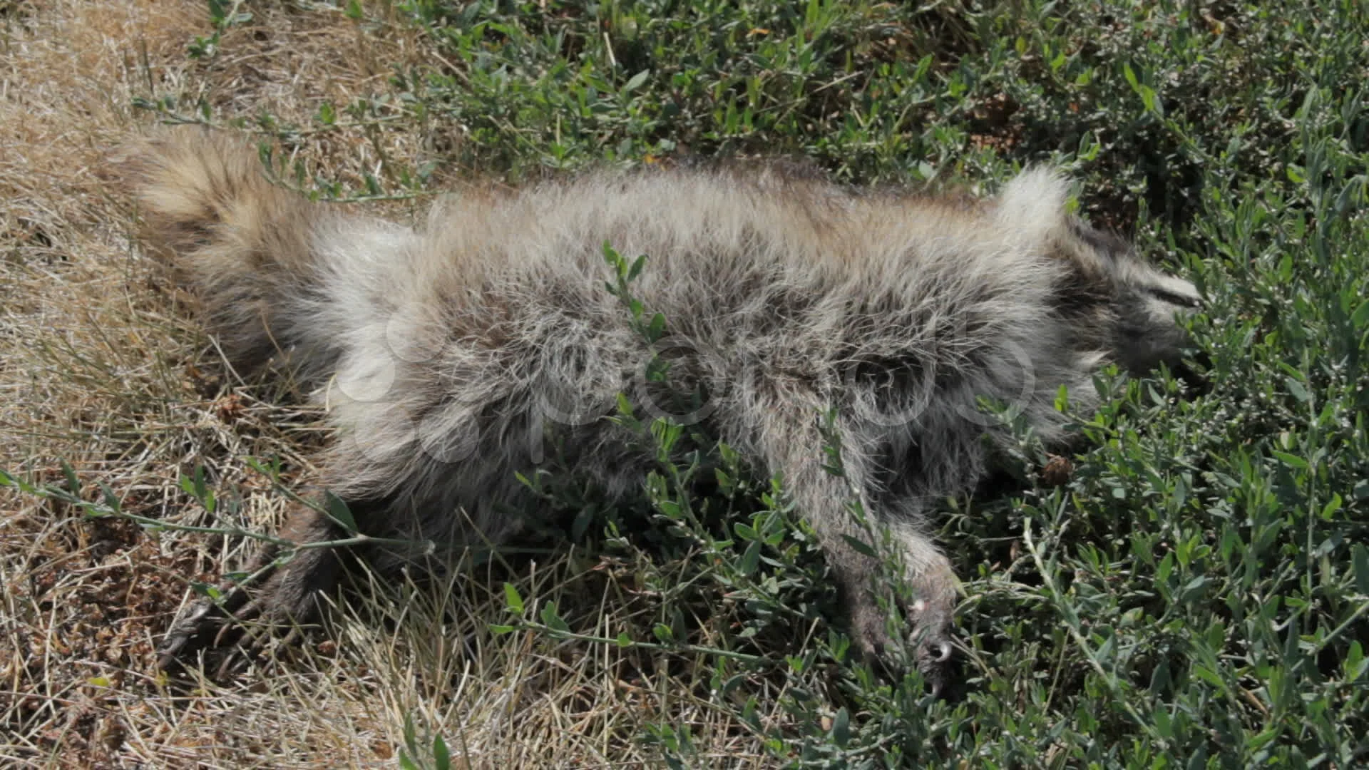 Dead Plants And Animals