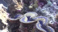 Stock Footage Of Giant Clam Spawning On Coral Reef, Tridacna Squamosa Stock Footage