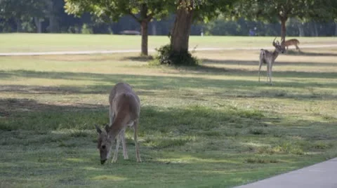 Stock Footage - HD1080p - White tail Deer grazing in park Stock Footage