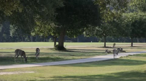 Stock Footage - HD1080p - White tail Deer on golf course - Cart speed by Stock Footage