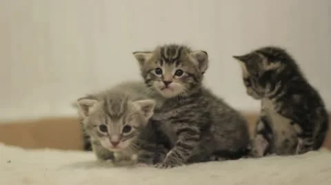 Stock Footage - Kittens playing and being silly - Cute and adorable Stock Footage