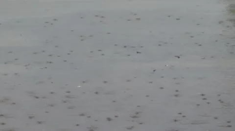 Stock Footage - Rain Drops in puddle during Storm - Light Rain Stock Footage