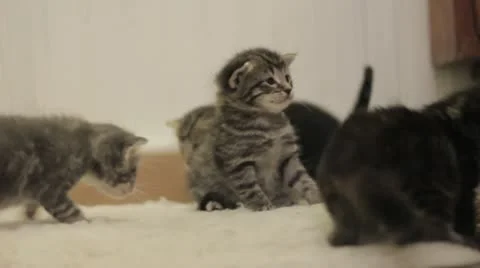 Stock Footage - very young Kittens Playing with each other - Very Cute Stock Footage