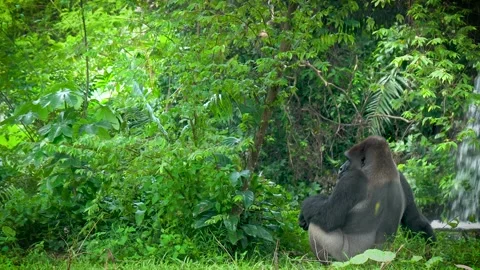 Stock gorilla 2 Stock Footage 280089194