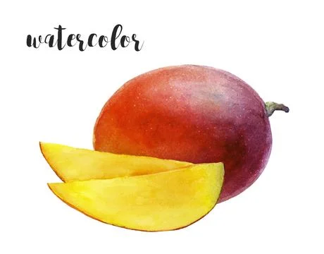 Stock illustration of mango fruit and slices in watercolor, with vibrant colors Stock Illustration