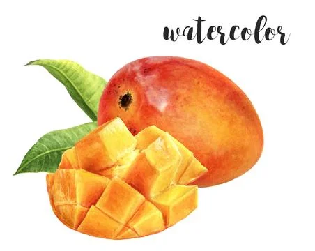 Stock illustration of mango fruit and slices in watercolor, with vibrant colors Stock Illustration