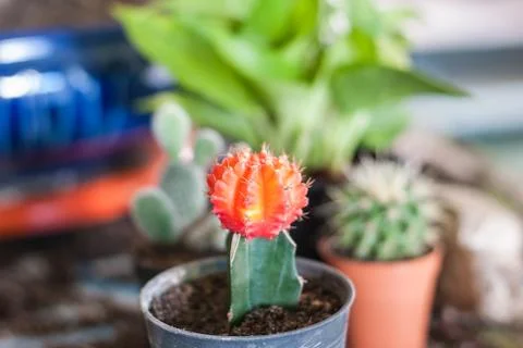Stock image of cactus Stock Photos