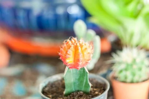 Stock image of cactus Foto stock