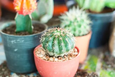 Stock image of cactus Stock Photos
