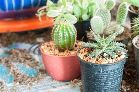 Stock image of cactus Stock Photos