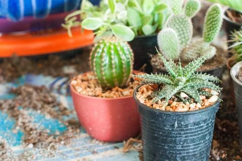 Stock image of cactus Stock Photos