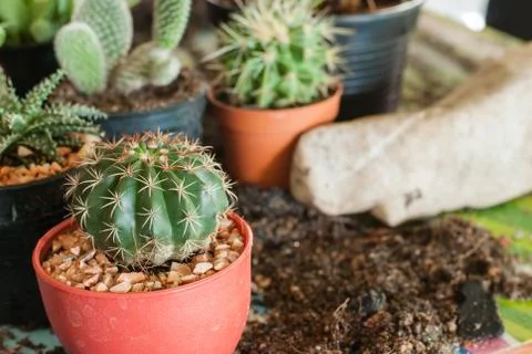 Stock image of cactus Stock Photos