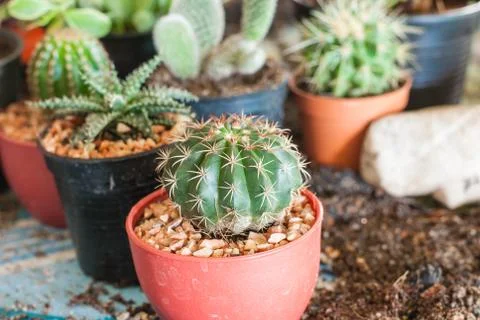 Stock image of cactus Stock Photos