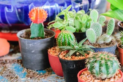 Stock image of cactus Stock Photos
