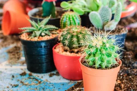 Stock image of cactus Stock Photos