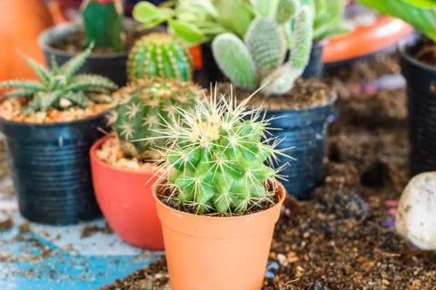 Stock image of cactus Foto stock