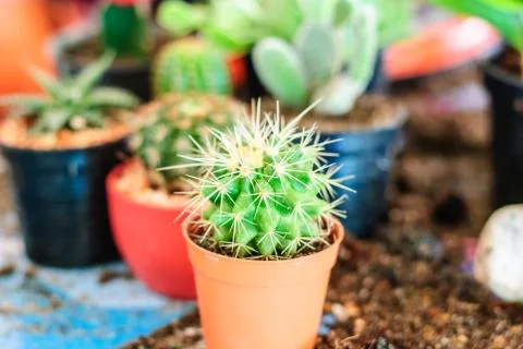 Stock image of cactus Stock Photos