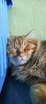 Stock image of Sleepy Lazy Cute Cat Stock Photos