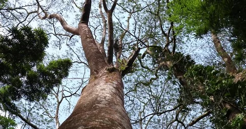STOCK JUNGLE TREE TRUNK Stock Footage 84044273