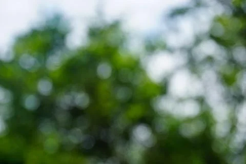 Stock photo with empty space over orange tree, orange field background. For.. Stock Photos