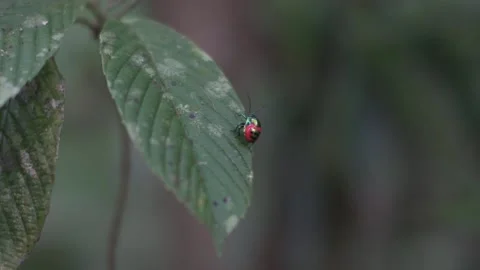 STOCK TROPICALBUG CRAWLING ON LEAF HD 60FPS Stock Footage 131945872