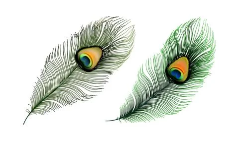 Stock vector illustration set realistic peacock feather isolated on a white Stock Illustration